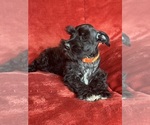 Small #6 Schnauzer (Miniature)