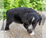 Small #9 F2 Aussiedoodle