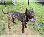 Small #1 Presa Canario Mix
