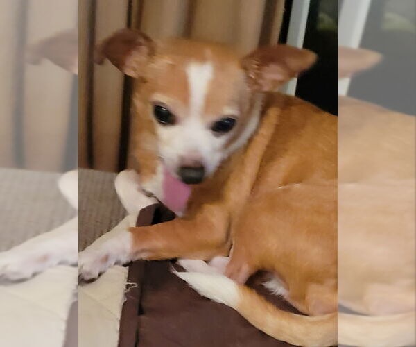 Medium Photo #2 Chihuahua Puppy For Sale in Rocky Mount, NC, USA