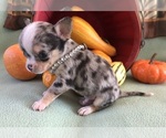 Small #1 Chihuahua