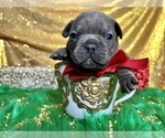 Small Photo #88 French Bulldog Puppy For Sale in HAYWARD, CA, USA