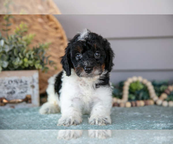 Medium Photo #12 Poodle (Miniature) Puppy For Sale in WOLCOTTVILLE, IN, USA
