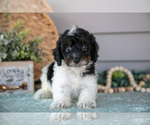 Small Photo #12 Poodle (Miniature) Puppy For Sale in WOLCOTTVILLE, IN, USA