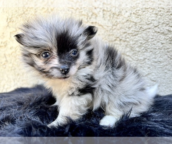Medium Photo #85 Pomeranian Puppy For Sale in HAYWARD, CA, USA