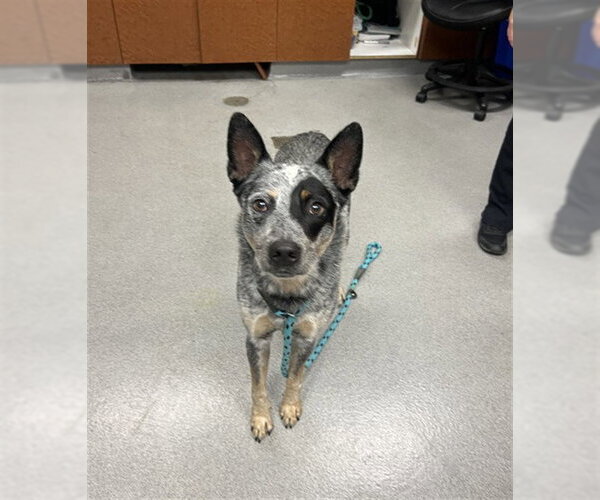 Medium Photo #1 Texas Heeler Puppy For Sale in Rancho Cucamonga, CA, USA