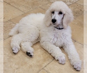 Poodle (Standard) Puppy for sale in RAYMONDVILLE, TX, USA
