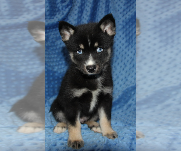 Medium Photo #8 Pomsky Puppy For Sale in DENTON, TX, USA
