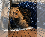 Small Yorkshire Terrier