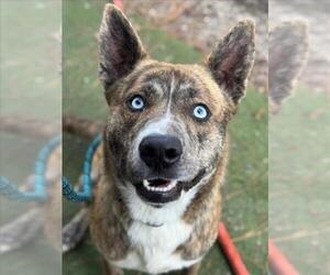 Siberian Husky-Unknown Mix Dogs for adoption in Woodland, CA, USA