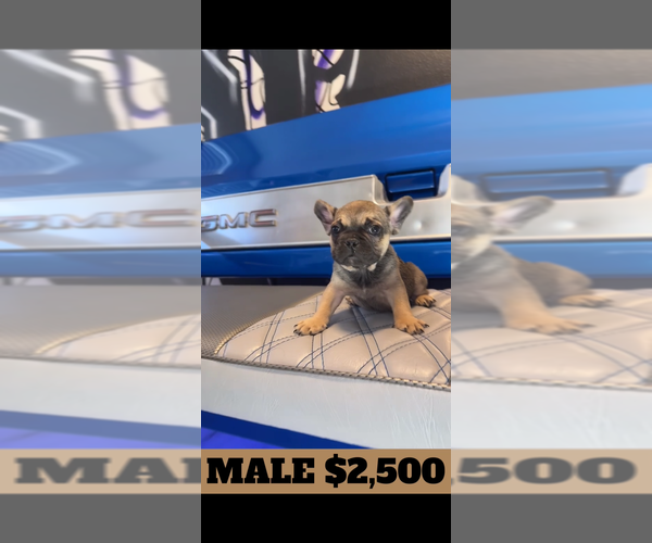 Medium Photo #4 French Bulldog Puppy For Sale in SUNNYSIDE, WA, USA
