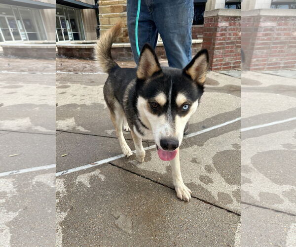 Medium Photo #6 Siberian Husky Puppy For Sale in Carrollton, TX, USA