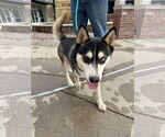 Small #5 Siberian Husky