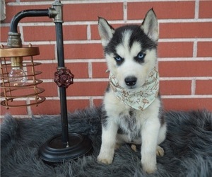 Siberian Husky Puppy for sale in HONEY BROOK, PA, USA