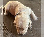 Small Photo #2 Labrador Retriever Puppy For Sale in DOUGLAS, GA, USA