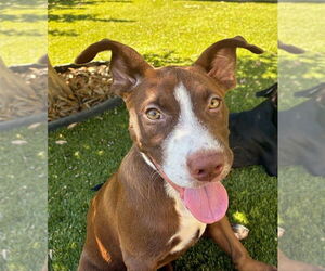 American Staffordshire Terrier-Labrador Retriever Mix Dogs for adoption in Lakewood, CO, USA