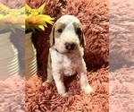 Small Photo #9 Goldendoodle (Miniature) Puppy For Sale in ORLANDO, FL, USA