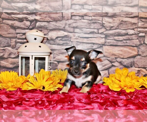 Medium Photo #6 Chihuahua Puppy For Sale in CHARLESTON, AR, USA