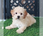 Small #4 Bichpoo