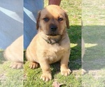 Puppy Olive Collar Cane Corso-Rottweiler Mix