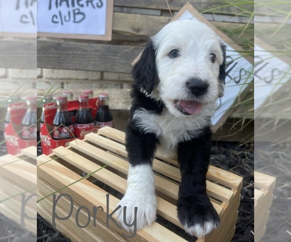 Medium Photo #6 Sheepadoodle Puppy For Sale in INDIAHOMA, OK, USA
