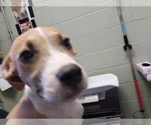 Mutt Dogs for adoption in Tulsa, OK, USA