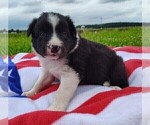 Small #18 Border Collie