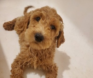 Goldendoodle Puppy for sale in LIZELLA, GA, USA
