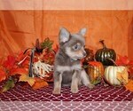 Small #10 Chihuahua