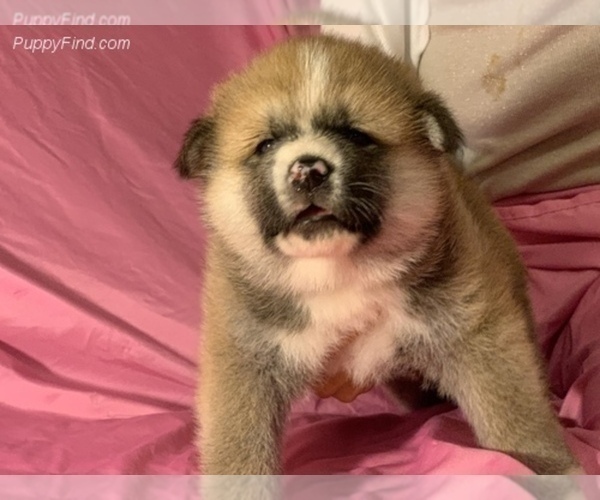 Medium Photo #8 Akita Puppy For Sale in LA QUINTA, CA, USA