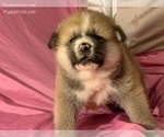 Small Photo #8 Akita Puppy For Sale in LA QUINTA, CA, USA