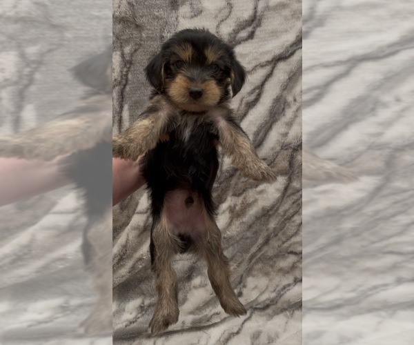 Medium Photo #5 Yorkshire Terrier Puppy For Sale in MOUNT CARMEL, PA, USA