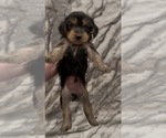 Small #4 Yorkshire Terrier