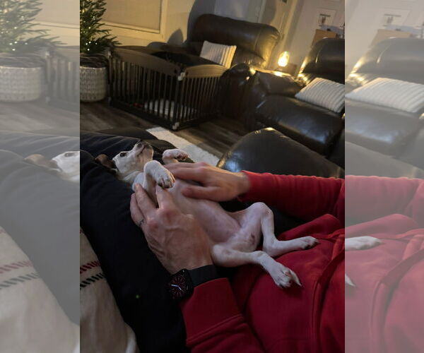 Medium Photo #3 Mutt Puppy For Sale in New London, WI, USA