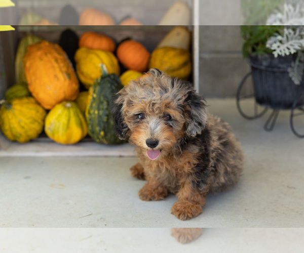 Medium Photo #17 Poodle (Miniature) Puppy For Sale in MILFORD, IN, USA