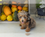 Small #1 Poodle (Miniature)