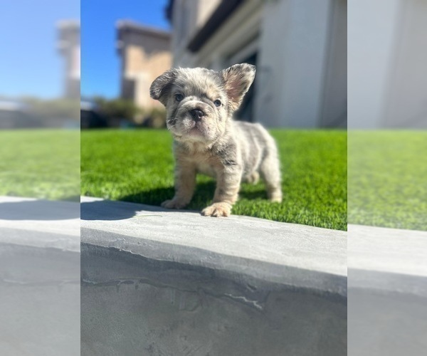Medium Photo #1 French Bulldog Puppy For Sale in GUILFORD, CT, USA