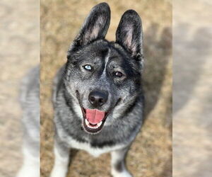 - Mix Dogs for adoption in Brooklyn Center, MN, USA