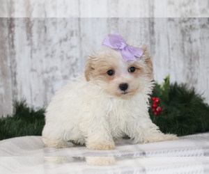 Maltipoo Puppy for sale in SHILOH, OH, USA