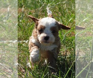 Cavapoo Puppy for sale in CARLISLE, KY, USA