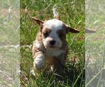 Image preview for Ad Listing. Nickname: Cavapoo Male