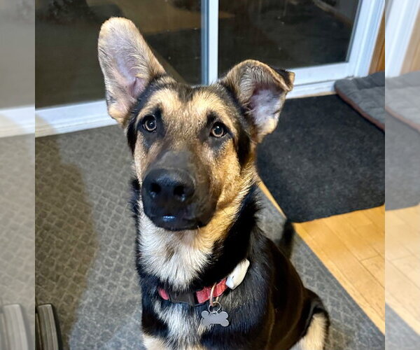 Medium Photo #10 German Shepherd Dog-Unknown Mix Puppy For Sale in Canton, CT, USA