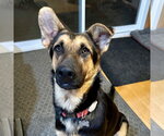 Small #9 German Shepherd Dog Mix