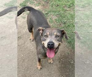 PATCHES - Female Mutt Dog for Adoption - Photo #2
