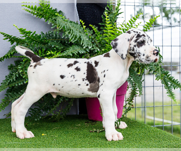 Medium Photo #8 Great Dane Puppy For Sale in WAKARUSA, IN, USA