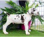 Small #7 Great Dane