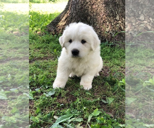 Medium Photo #1 Great Pyrenees Puppy For Sale in HUBBARD, IA, USA