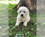 Small Photo #1 Great Pyrenees Puppy For Sale in HUBBARD, IA, USA