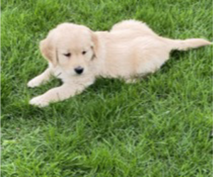 Golden Retriever Puppy for Sale in REDMOND, Washington USA