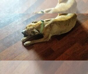 Callie (coming soon) - Female Mutt Dog for Adoption - Photo #7